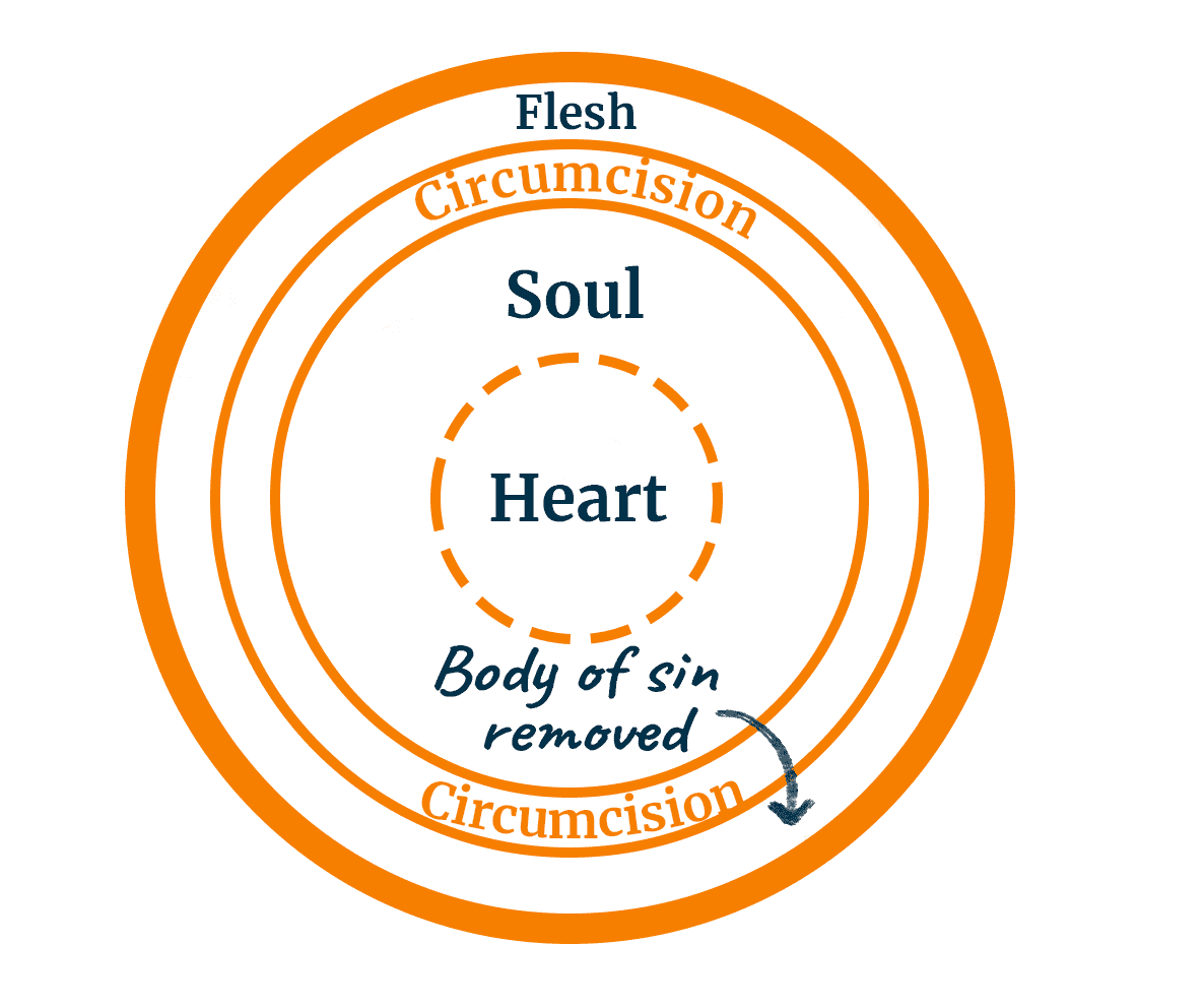 17 - NT Cicumcision of Heart